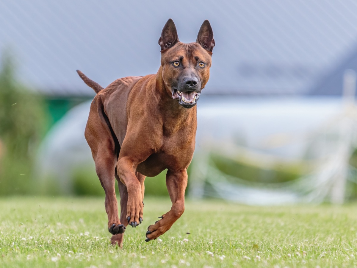 Thajský ridgeback v lesním prostředí připomínající původní lovecké využití plemene