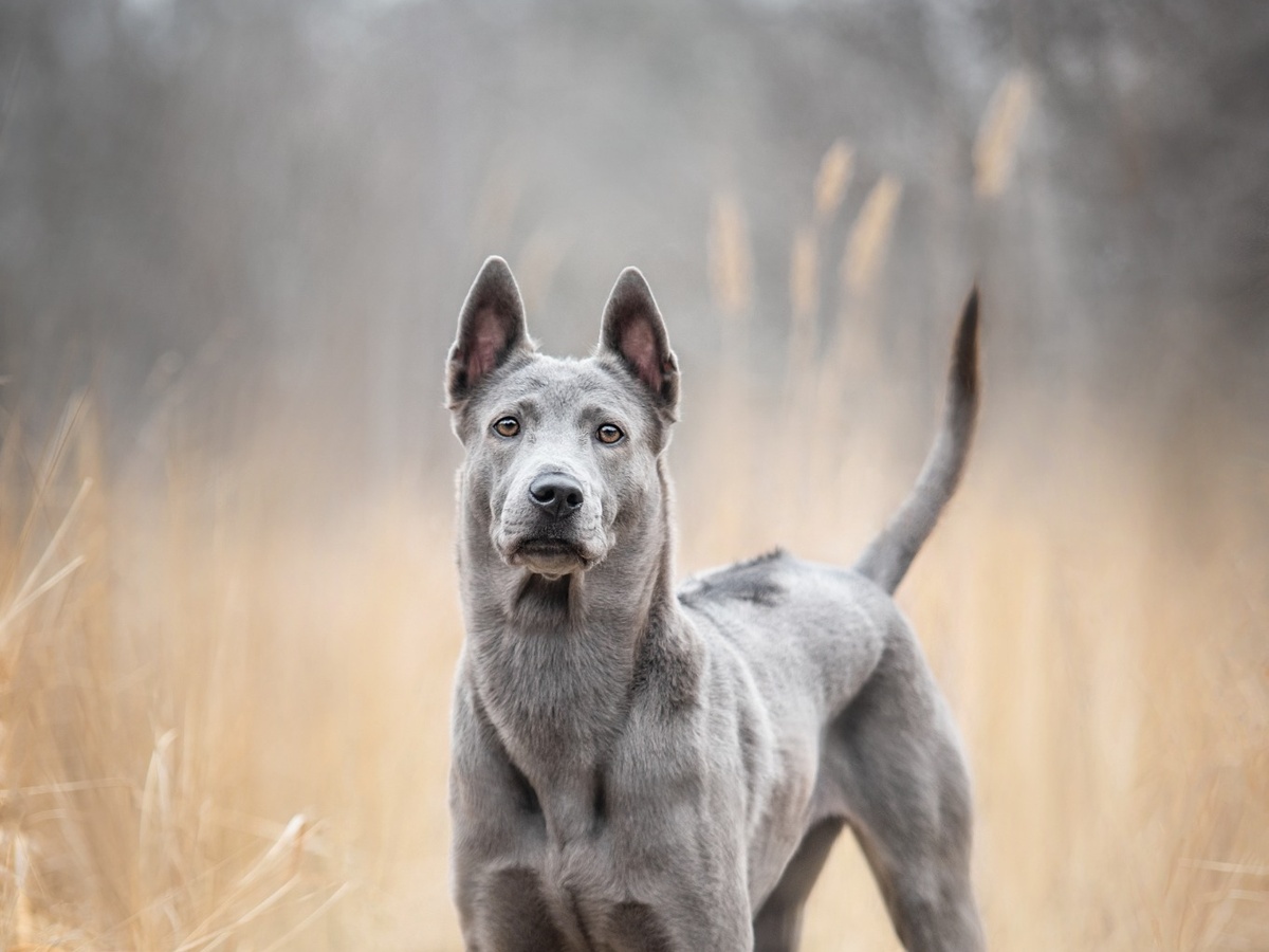 Péče o krátkou srst thajského ridgebacka