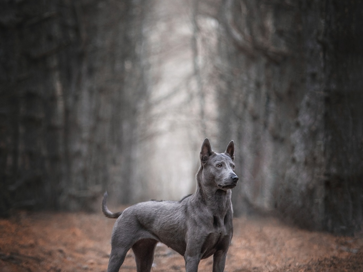 Zdraví a preventivní péče u thajského ridgebacka