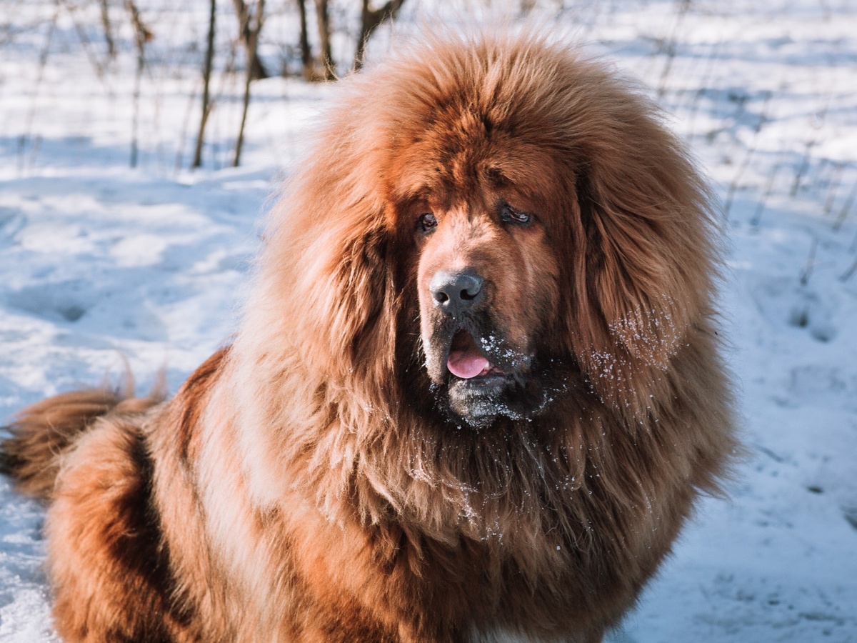 Péče o bohatou srst tibetské dogy