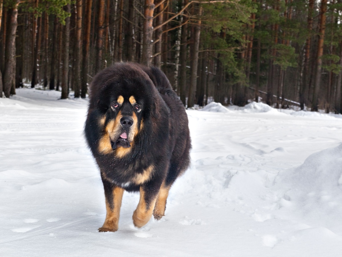 Zdraví a preventivní péče u tibetské dogy