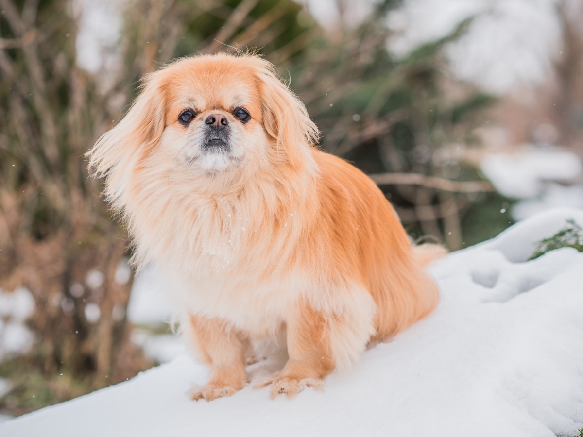Zdravie a preventívna starostlivosť u tibetského španiela