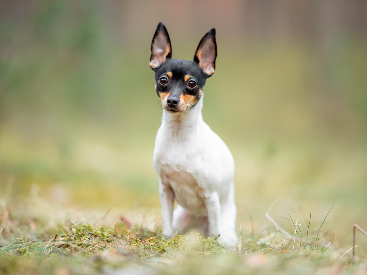 Toy Fox Terrier pri aktívnom pohybe