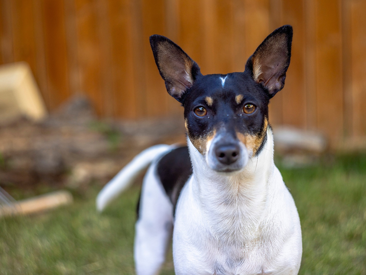 Toy Fox Terrier v postoji pripomínajúcom americký pôvod plemena