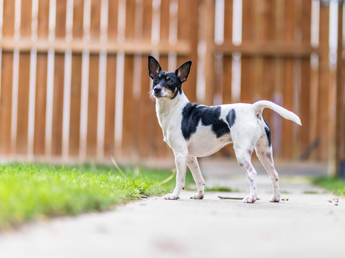 Starostlivosť o krátku srsť psa plemena Toy Fox Terrier
