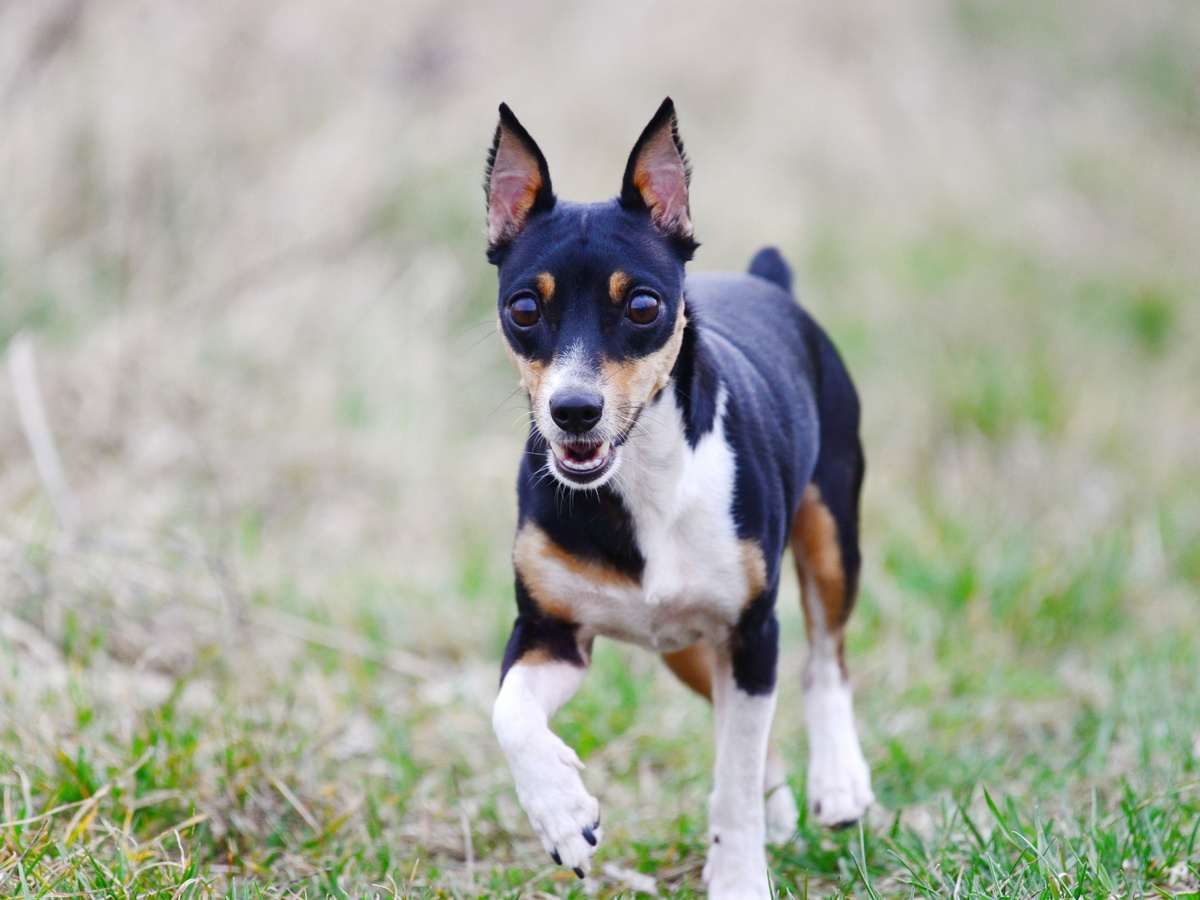 Toy Fox Terrier v prírode ako súčasť starostlivosti o zdravie a kondíciu