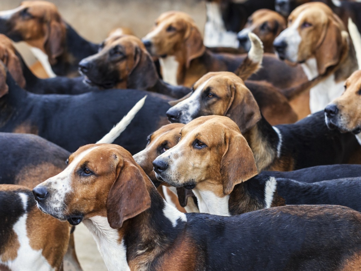 Zdravie a veterinárna prevencia u veľkého anglo-francúzskeho trikolórneho duriča