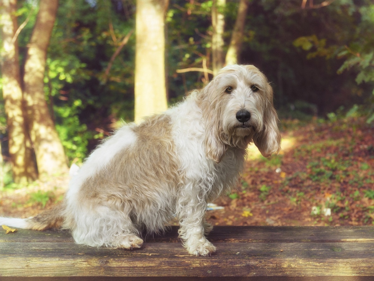 Portrét velký hrubosrstý vendéeský basset