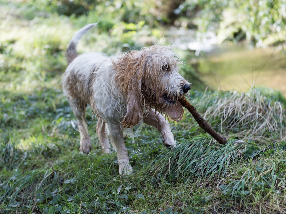 Zdraví a veterinární prevence u velký hrubosrstý vendéeský basset
