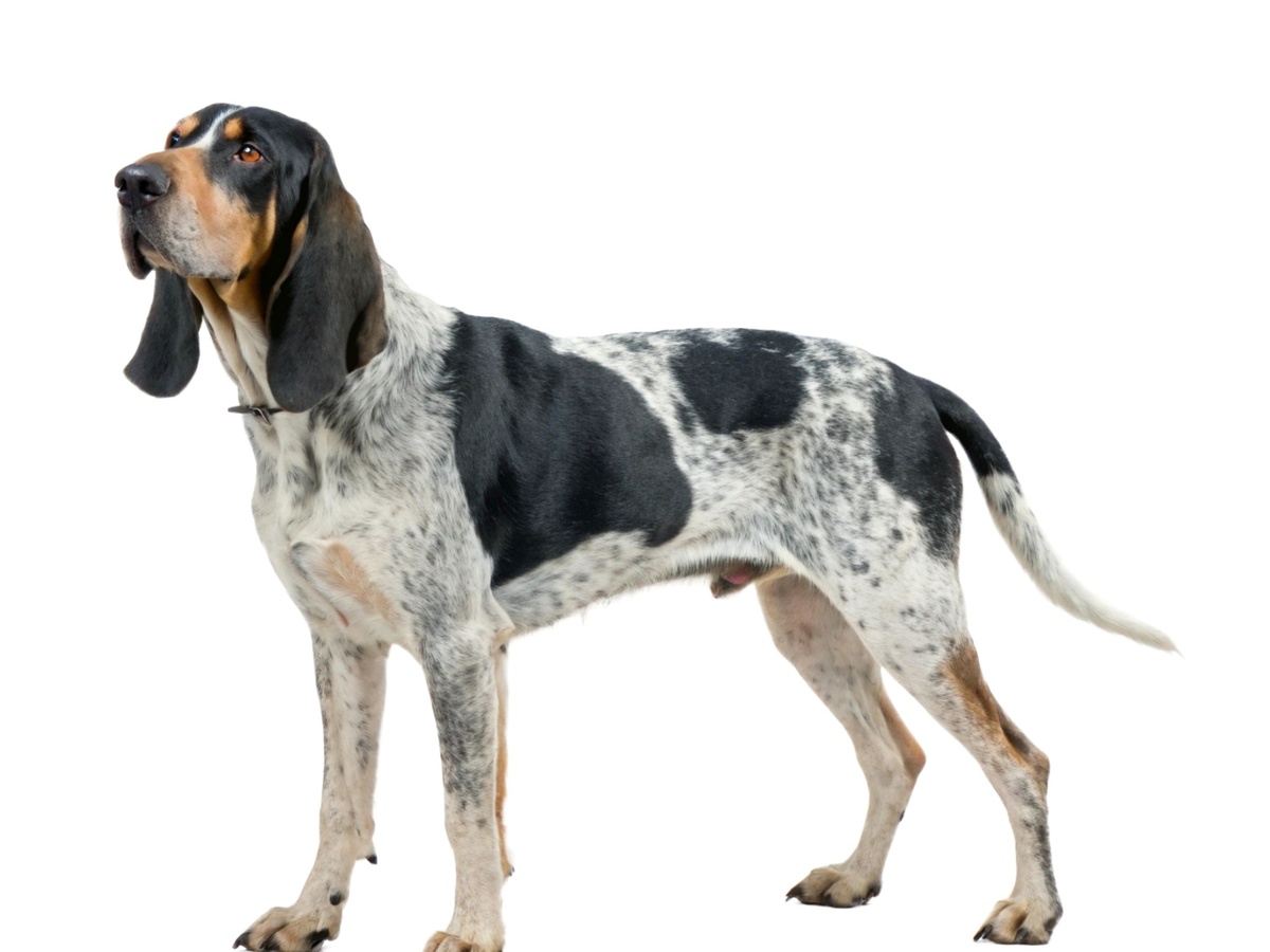 Zdravie a veterinárna prevencia u veľkého modrého gaskonského duriča