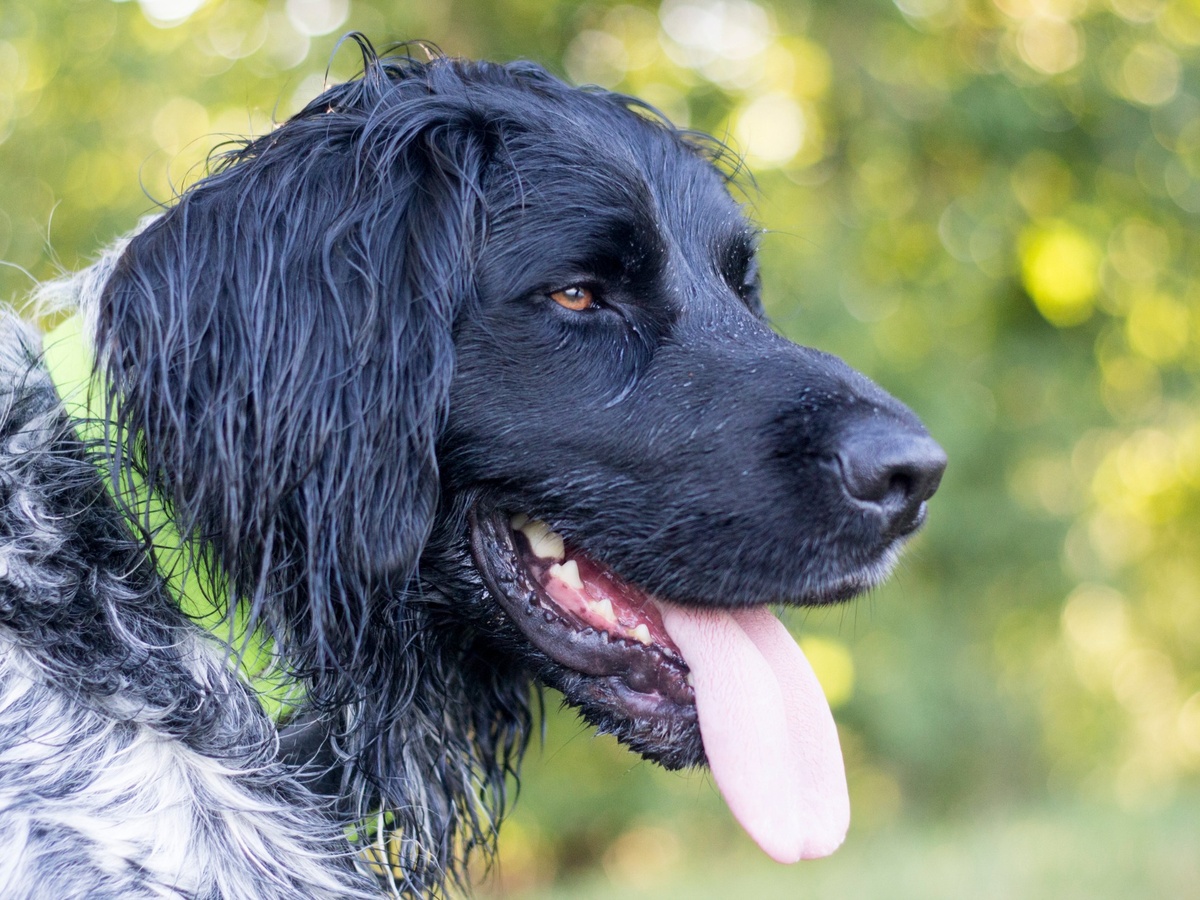 Zdravie a veterinárna prevencia u veľkého münsterlandského stavača