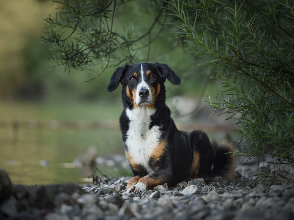 Zdravie a veterinárna prevencia u veľkého švajčiarskeho salašníckeho psa