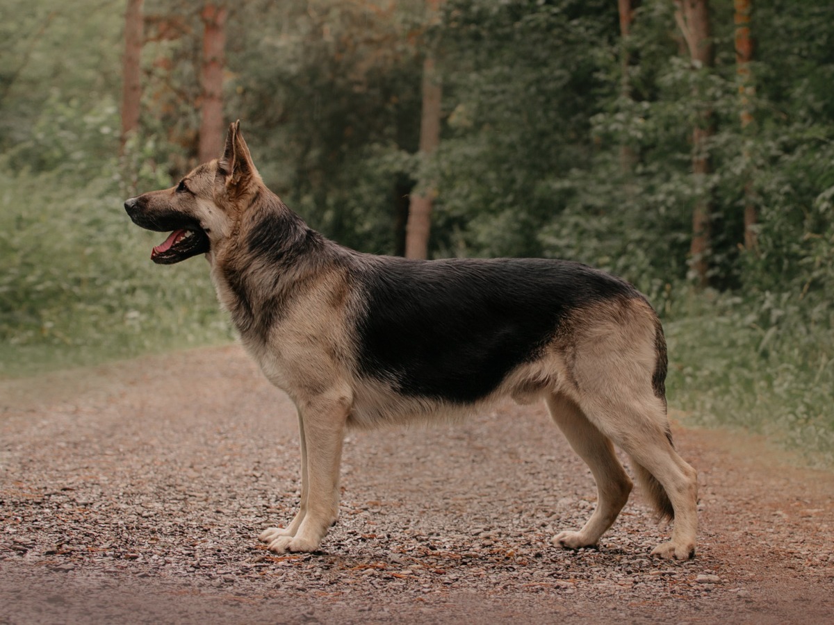 Zdravie a veterinárna prevencia u východoeurópskeho ovčiaka