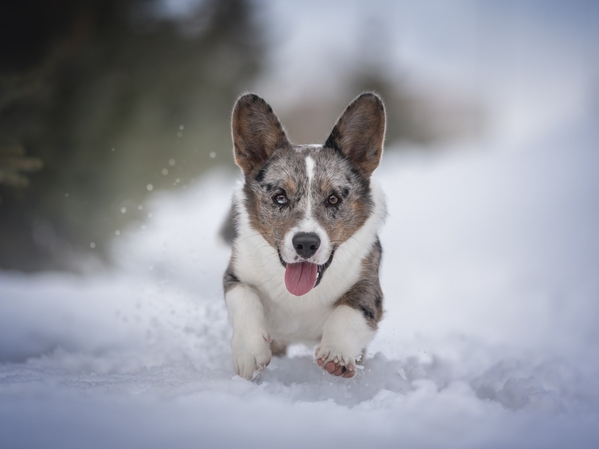 Welsh Corgi Cardigan pri aktívnom behu v snehu