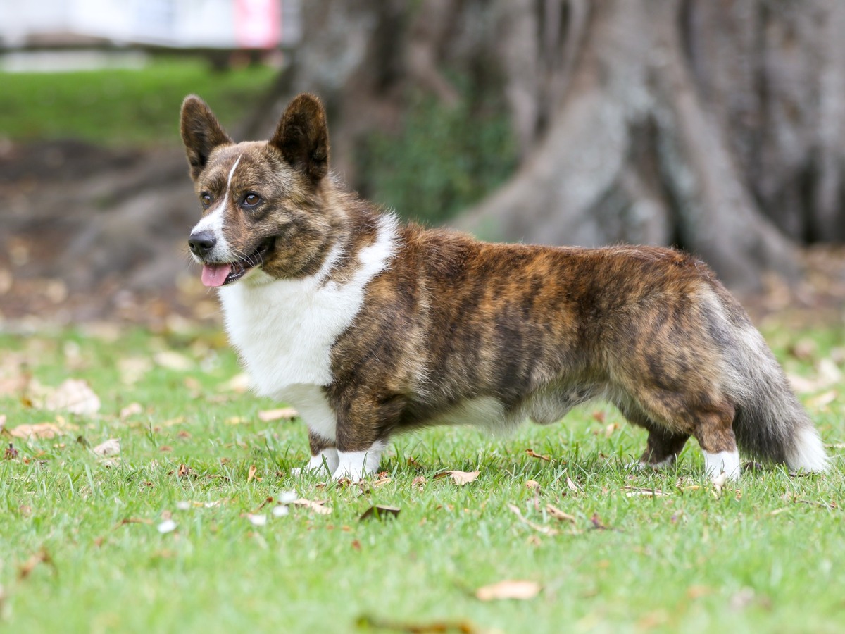 Welsh Corgi Cardigan v postoji pripomínajúci tradičné welšské honácke plemeno