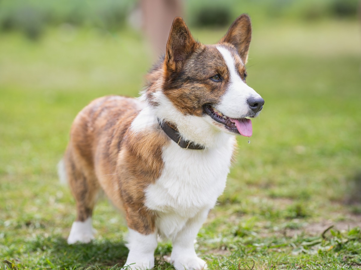 Starostlivosť o srsť a celkovú kondíciu psa Welsh Corgi Cardigan