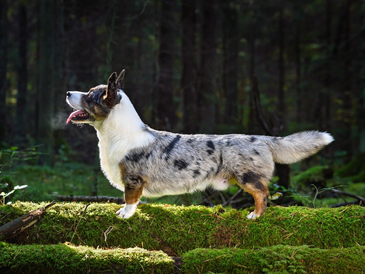 Zdravie a veterinárna prevencia u plemena Welsh Corgi Cardigan