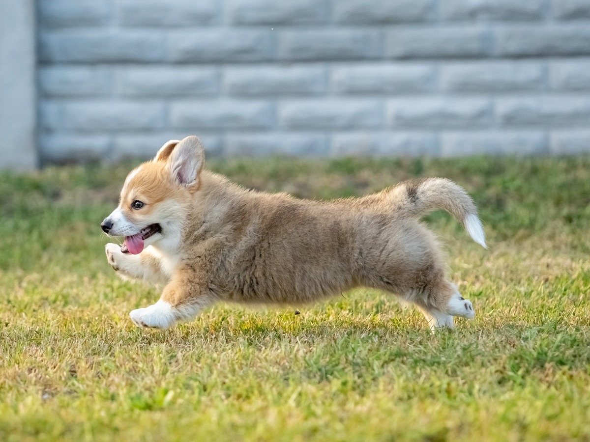 Šteňa Welsh Corgi Pembroke pri behu po tráve