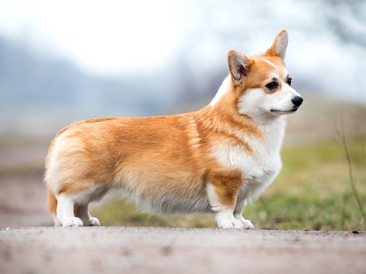 Welsh Corgi Pembroke v postoji z profilu