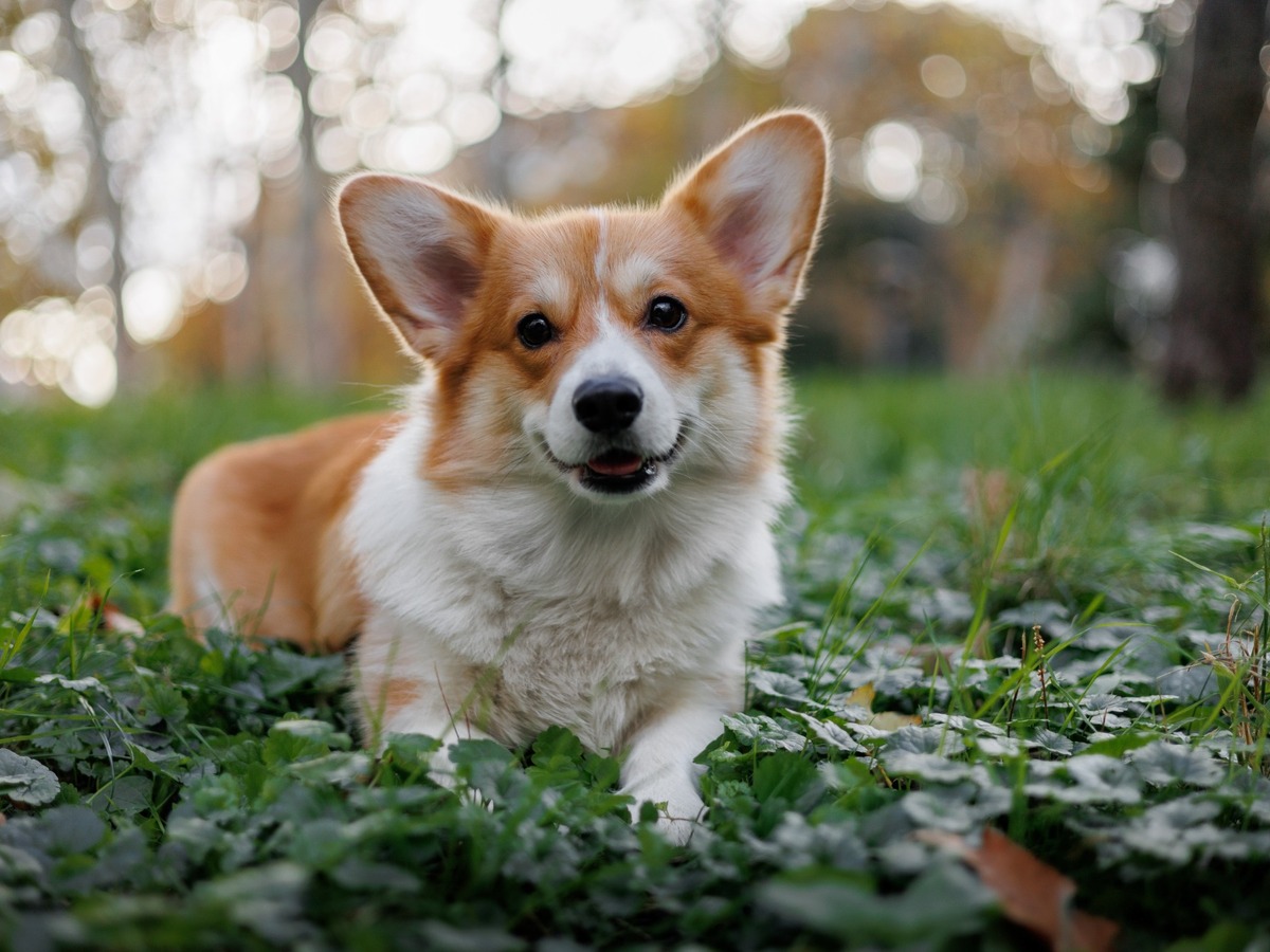 Portrét psa Welsh Corgi Pembroke v tráve