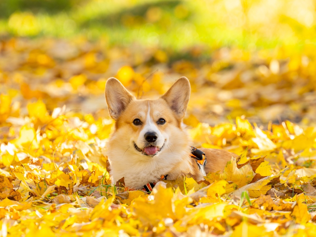 Welsh Corgi Pembroke odpočívajúci v jesennom lístí