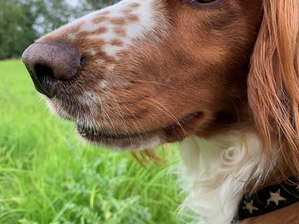 Zdraví a veterinární prevence u welššpringršpaněla