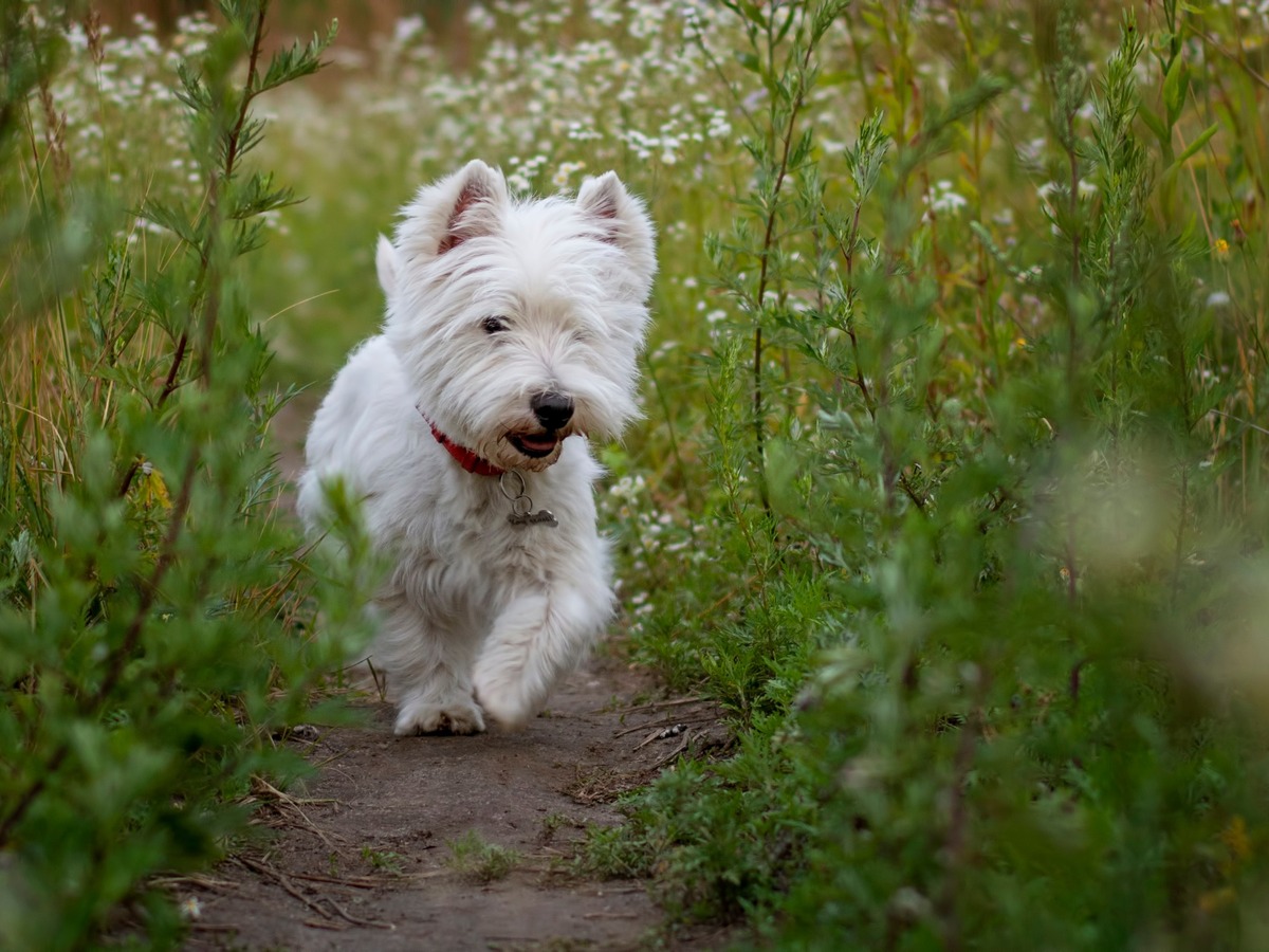 West Highland White Terrier při pohybu venku