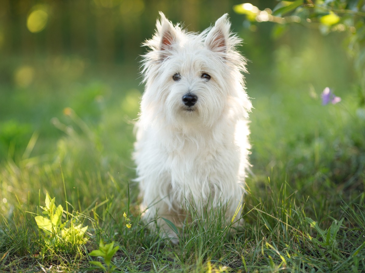 Péče o srst West Highland White Terriera