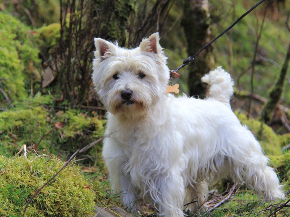 Zdraví a prevence u West Highland White Terriera