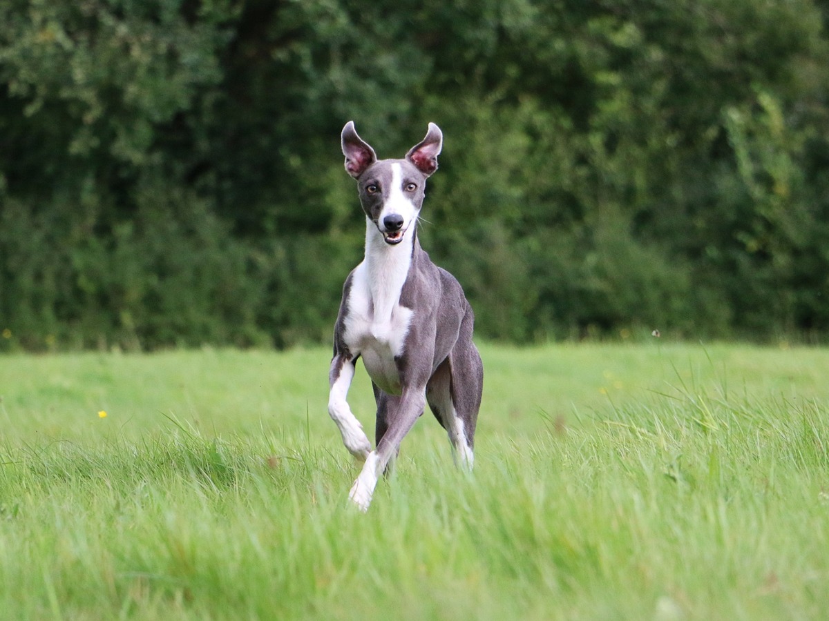 Whippet pri rýchlom behu po tráve