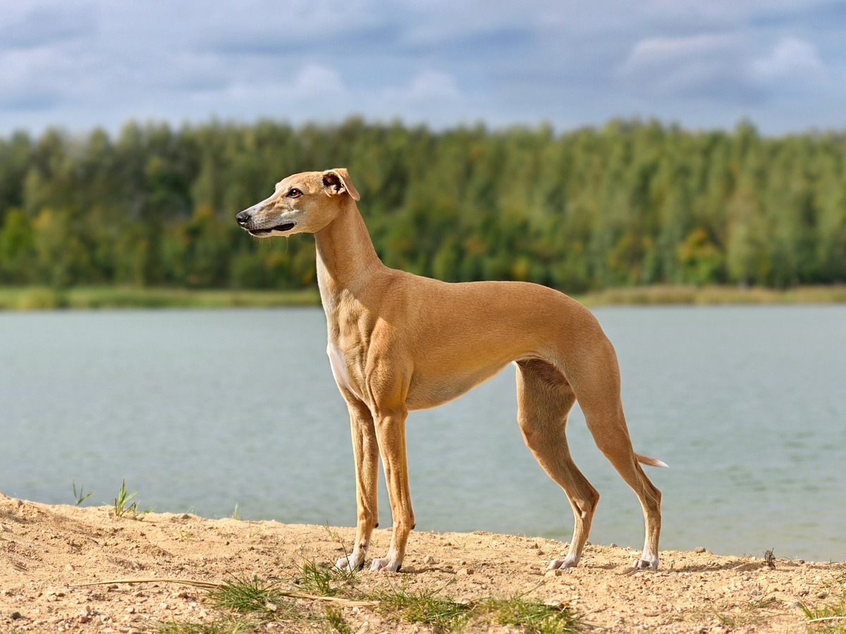 Elegantný whippet v postoji pripomínajúci britský pôvod plemena