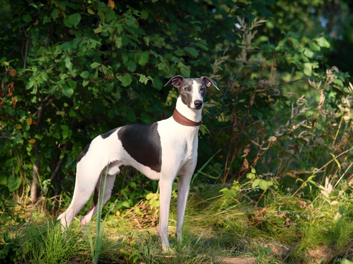 Whippet v prírode ako symbol zdravia a dobrej kondície