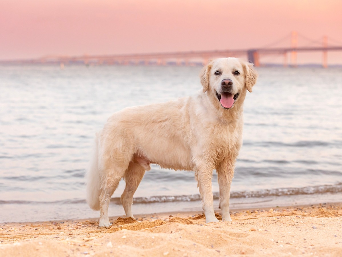 Zlatý retriever v postoji ako pripomienka britského pôvodu plemena
