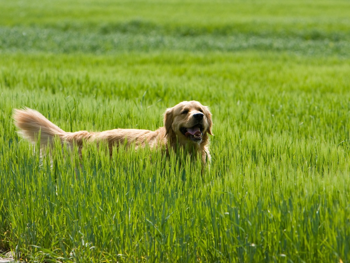 Zlatý retriever v prírode ako sprievod k zdraviu a prevencii