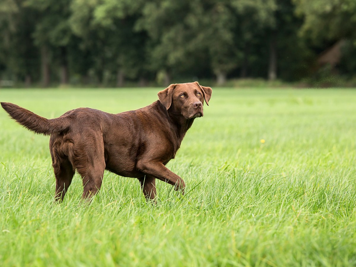 Labradorský retrívr při pohybu v terénu
