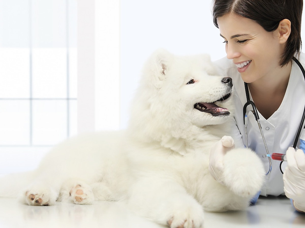 Veterinářka při vyšetření feny a odběru krve