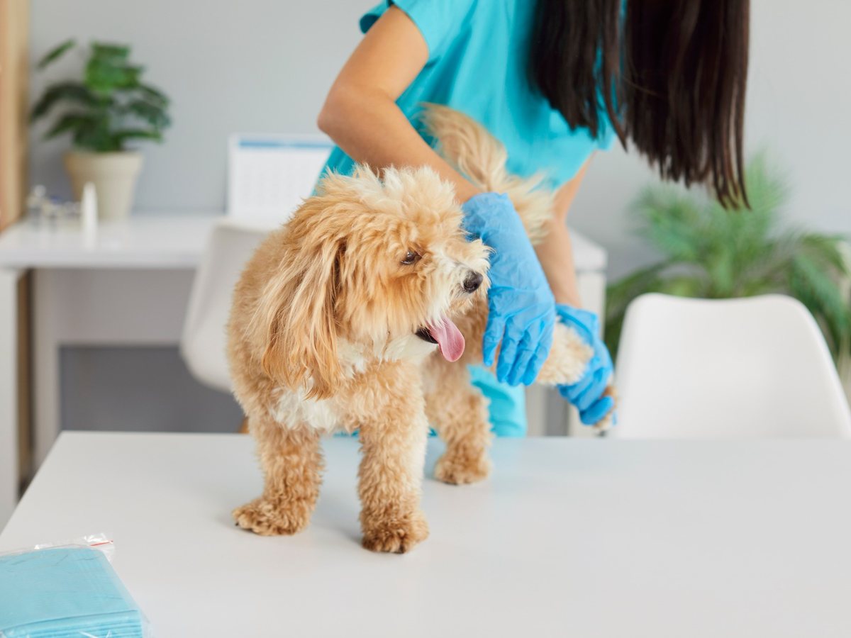 Veterinární vyšetření zadní končetiny psa při podezření na luxaci pately