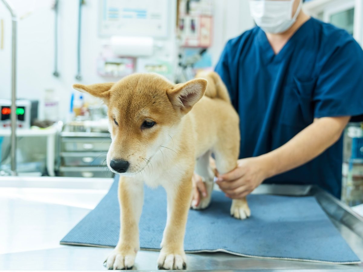 Veterinář vyšetřuje zadní končetinu psa při ortopedické kontrole