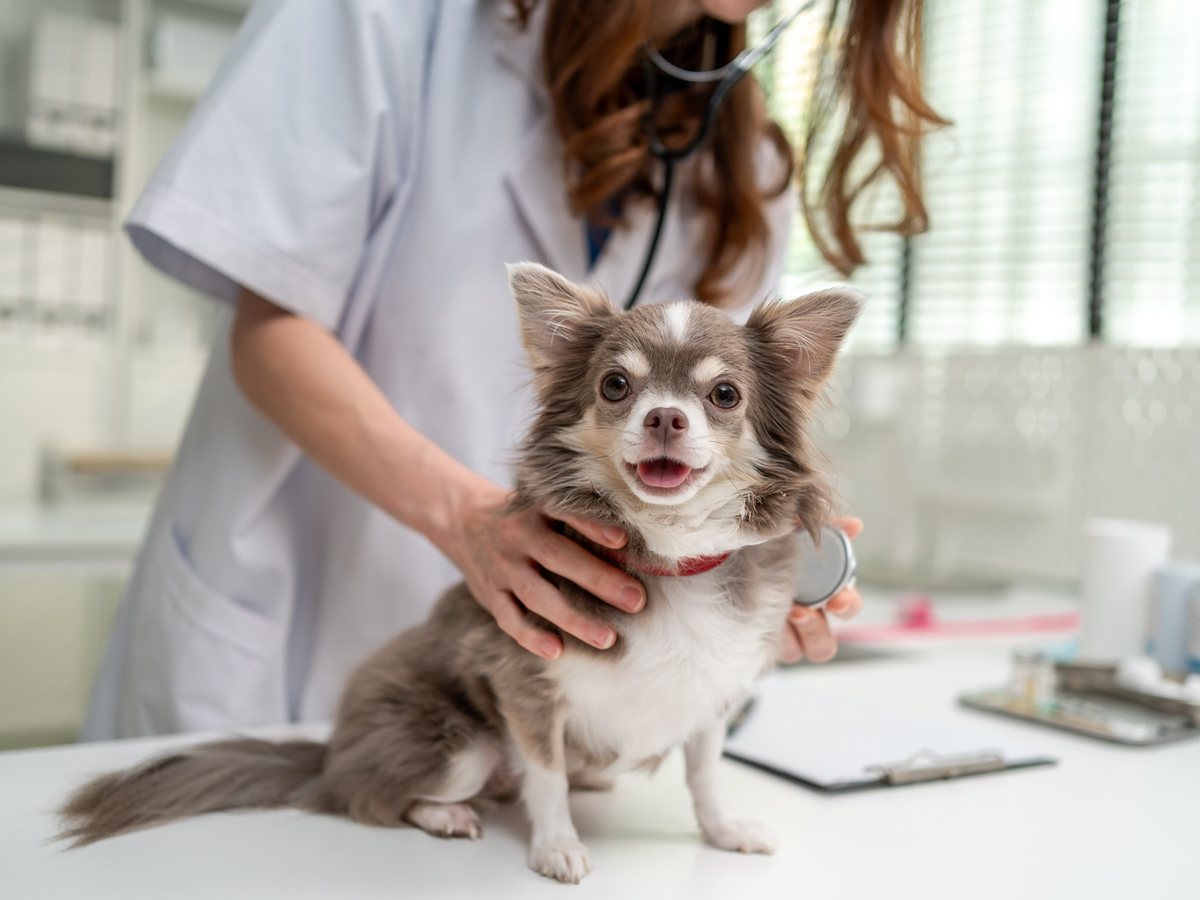 Malý pes při veterinárním vyšetření pohybového aparátu