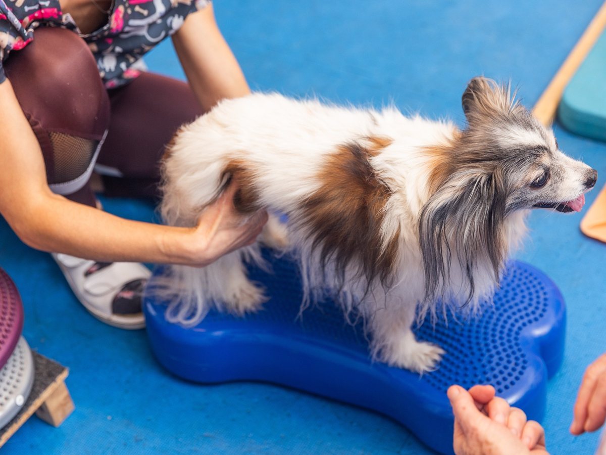 Pes při veterinární fyzioterapii po ortopedickém zákroku