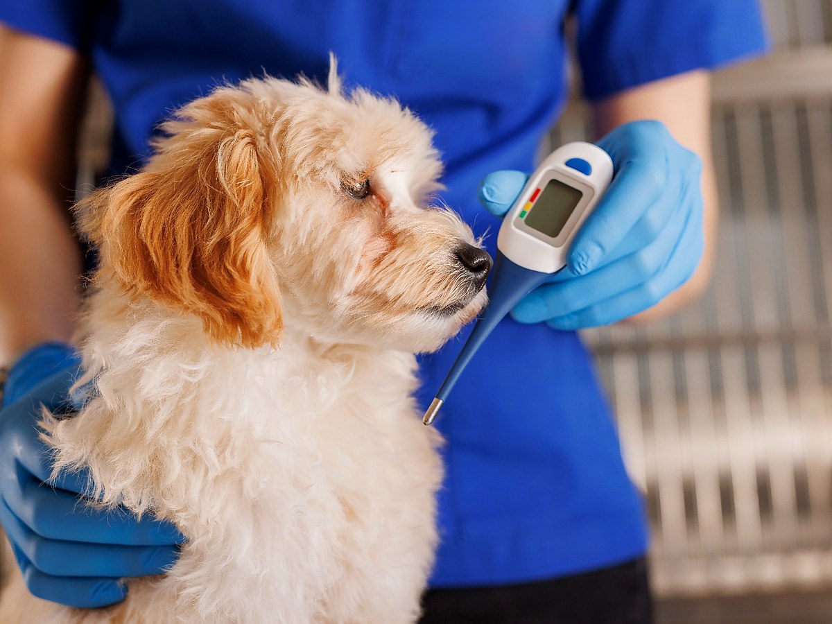 Veterinární vyšetření psa při podezření na otravu