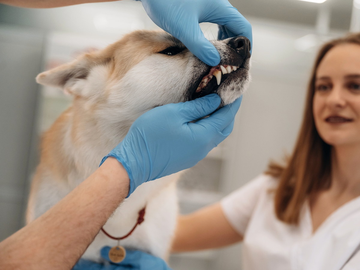 Veterinární kontrola chrupu a dásní psa