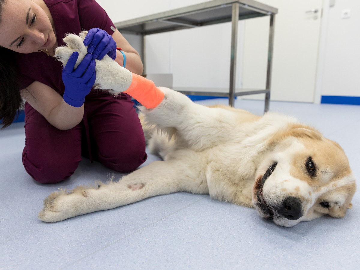 Veterinář vyšetřuje poraněnou přední končetinu psa