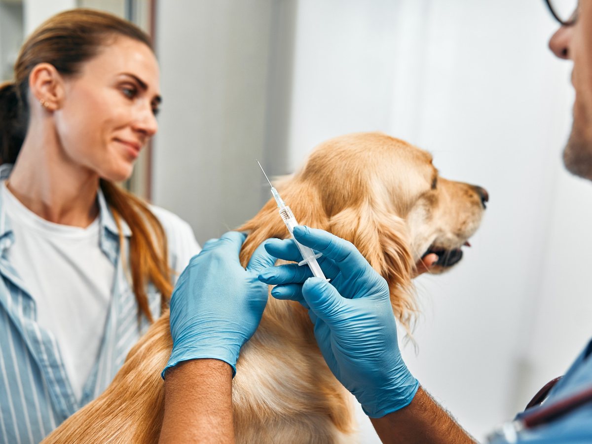 Zlatý retrívr při očkování ve veterinární ordinaci