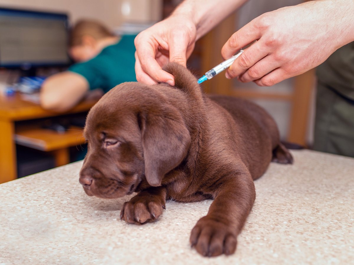 Labradorské štěně při očkování u veterináře