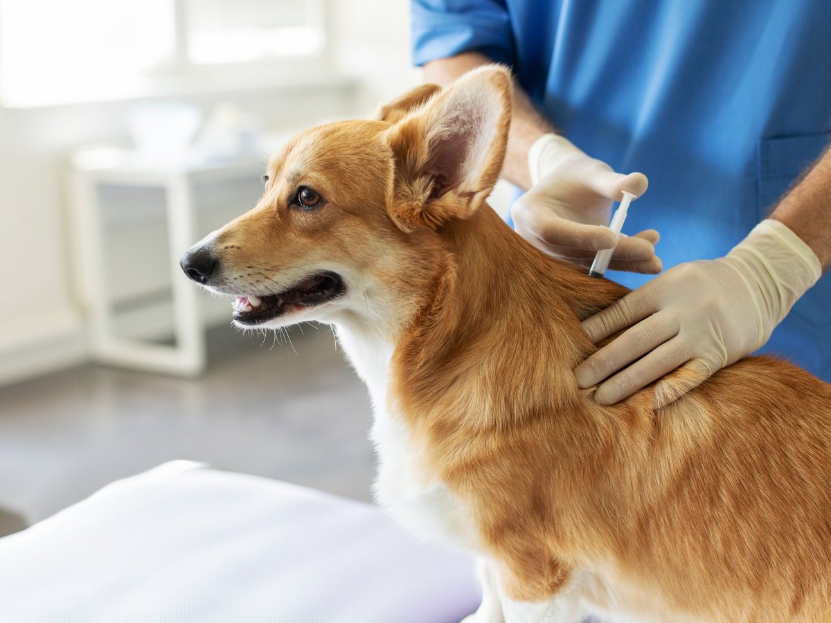 Dospělý pes při přeočkování u veterinárního lékaře