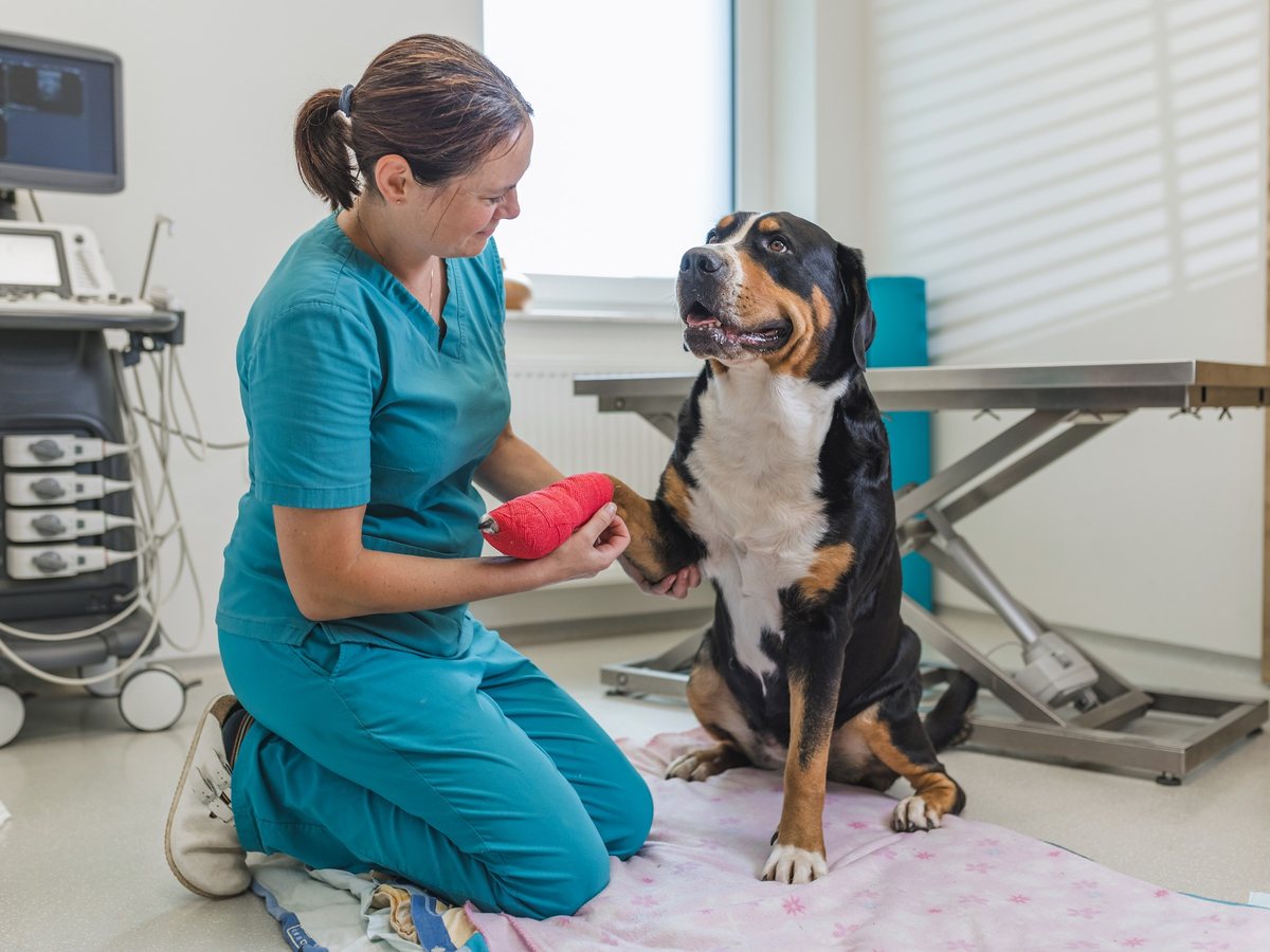 Veterinářka při zdravotní kontrole psa v ordinaci