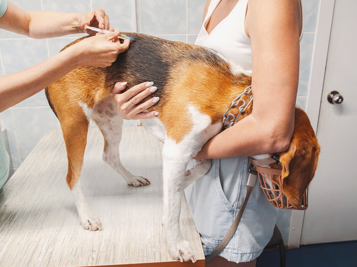 Pes při aplikaci vakcíny ve veterinární ordinaci