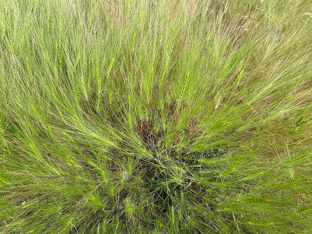 Detail travních klasů s dlouhými osinami