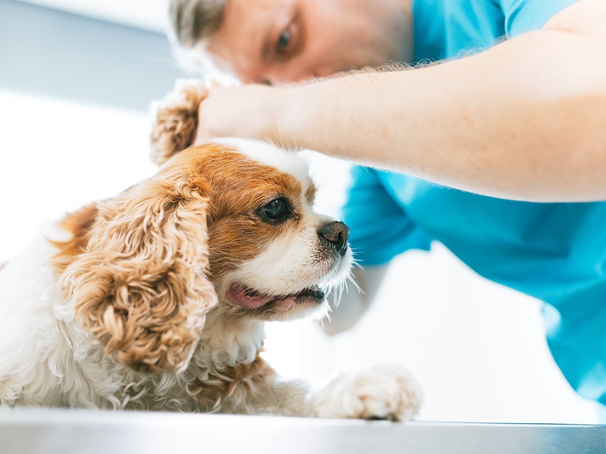 Veterinární vyšetření ucha kavalíra při podezření na cizí těleso